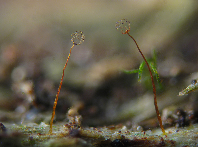 Cribraria microcarpa ?